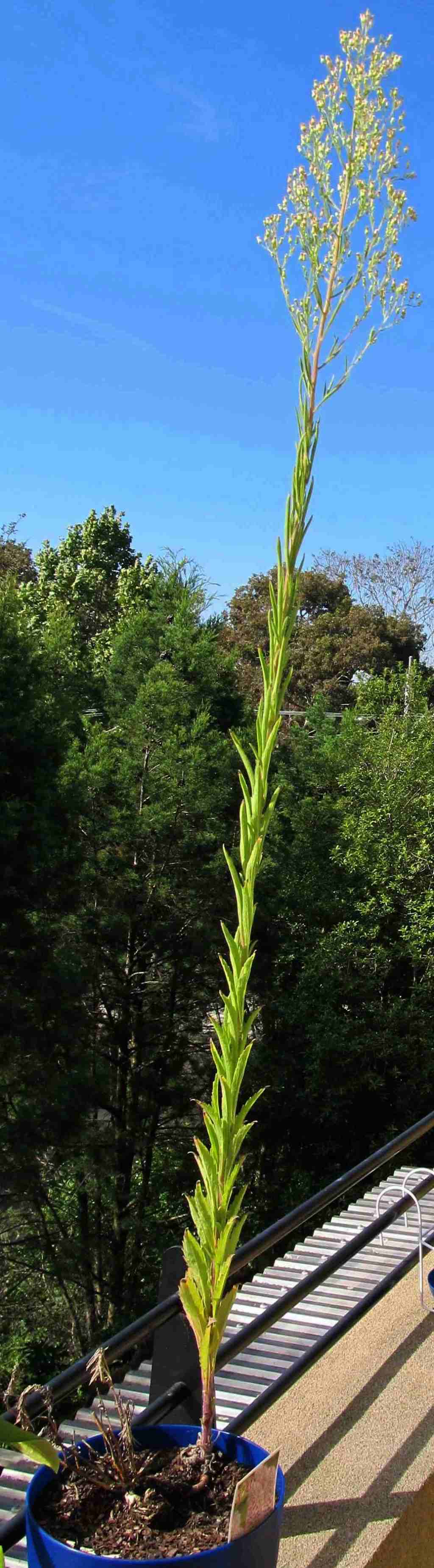 Erbacea australiana:  cfr.  Conyza (=Erigeron) sumatrensis